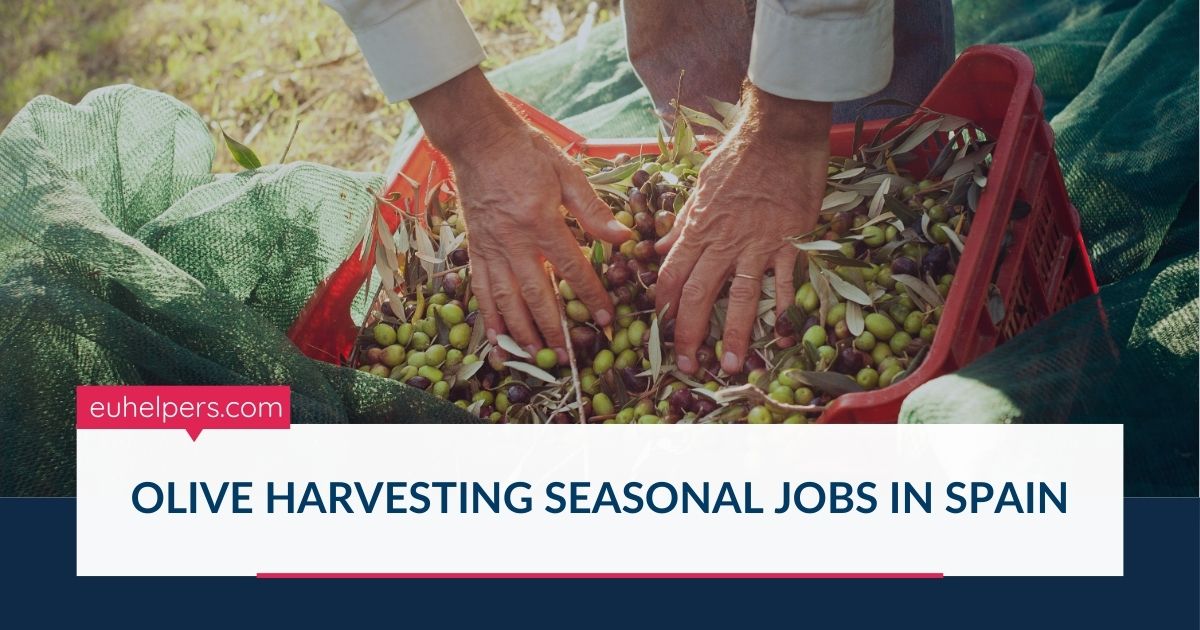olive-harvesting-seasonal-jobs-in-spain.jpg