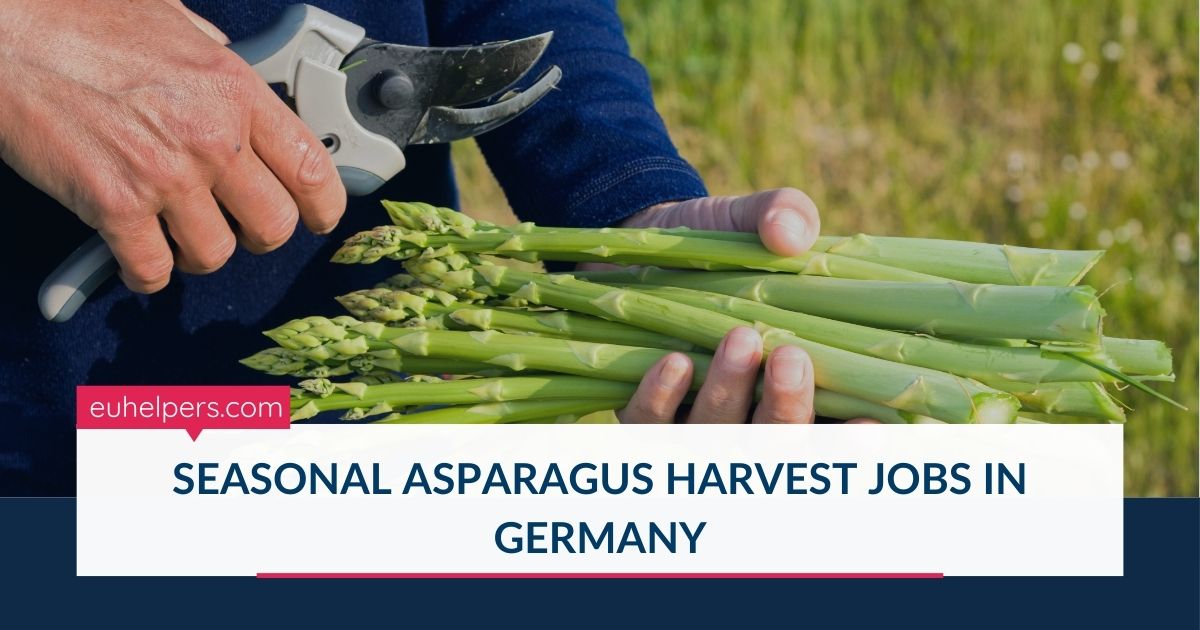 seasonal-asparagus-harvest-jobs-in-germany.jpg
