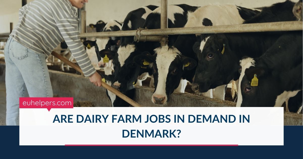 are-dairy-farm-jobs-in-demand-in-denmark.jpg
