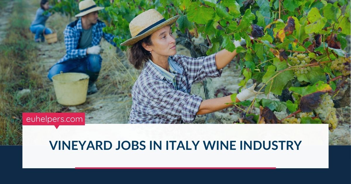 vineyard-jobs-in-italy-wine-industry.jpg